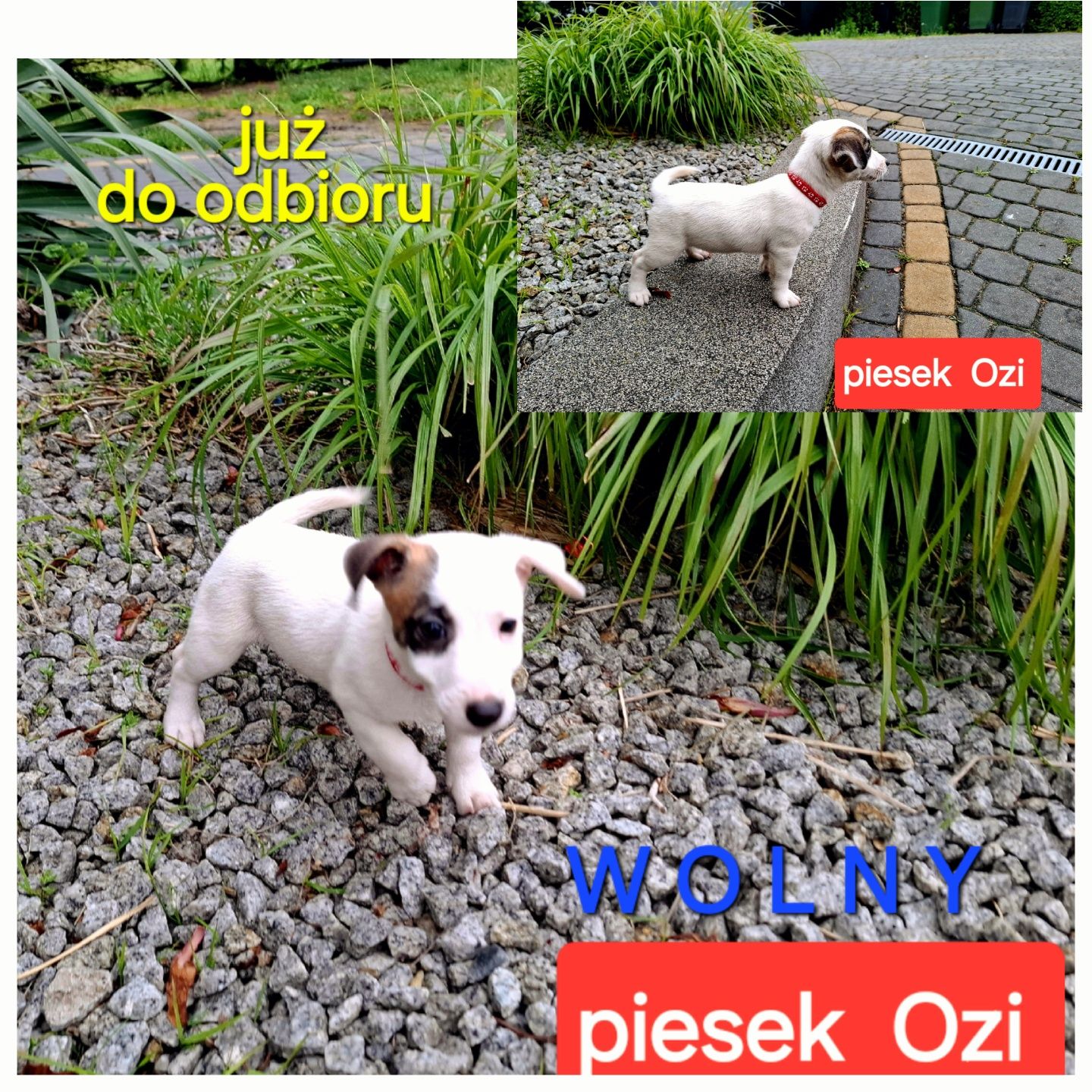 malutki !!! piesek Jack Russell 3 szczepienia RODZIICE W HODOWLI