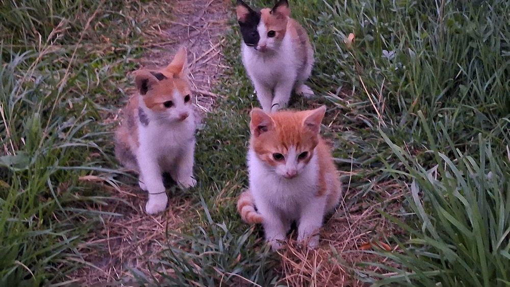 Oddam KOTKI za darmo  w dobre ręce