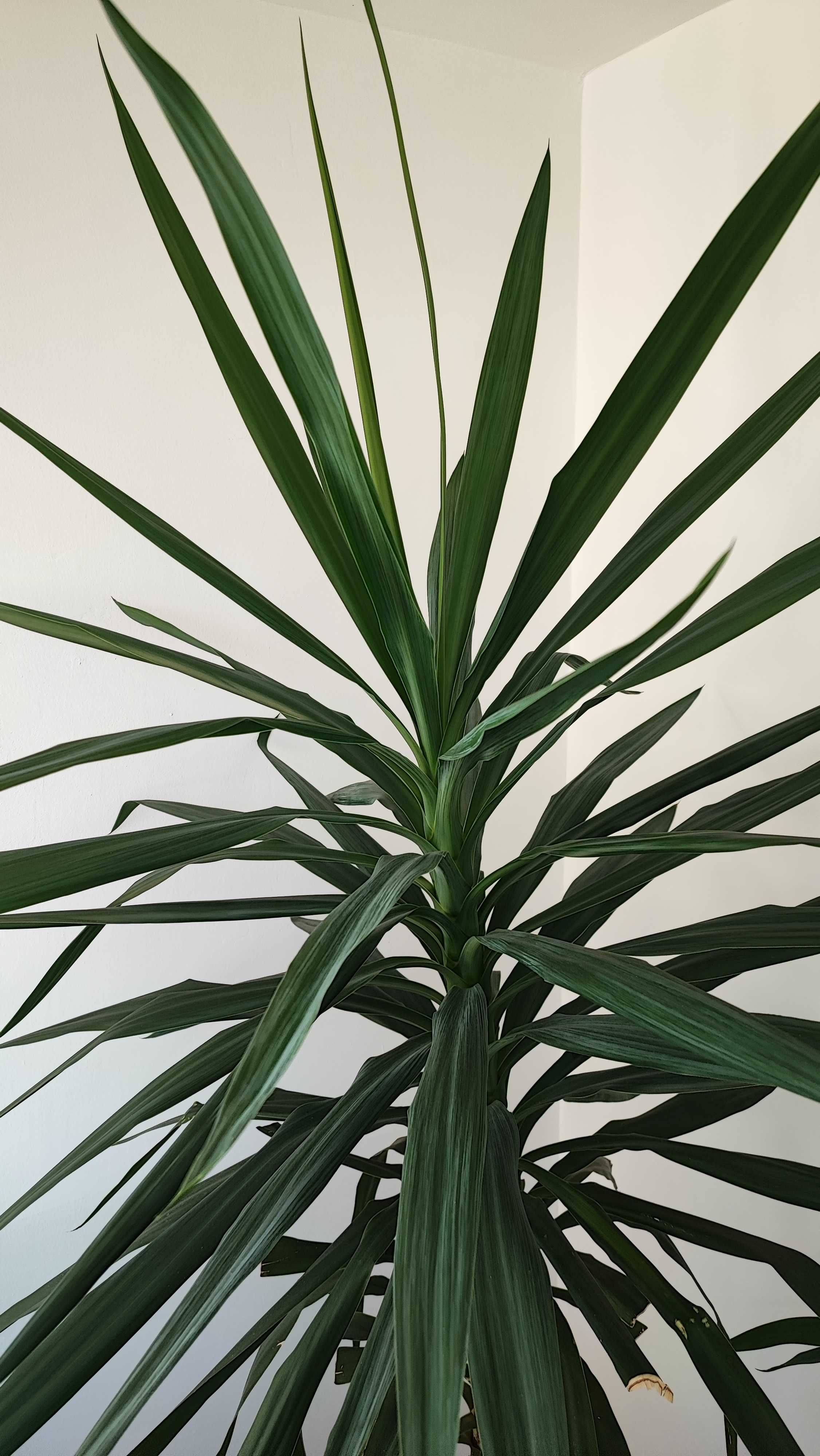 Юкка, пальма комнатное растение