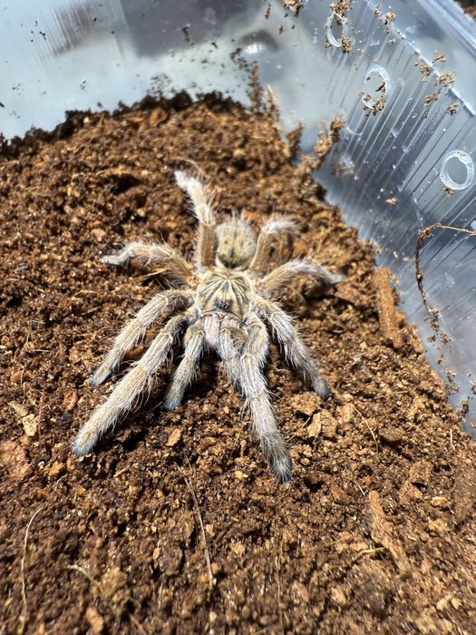 Augacephalus ezendami samica 2,5dc