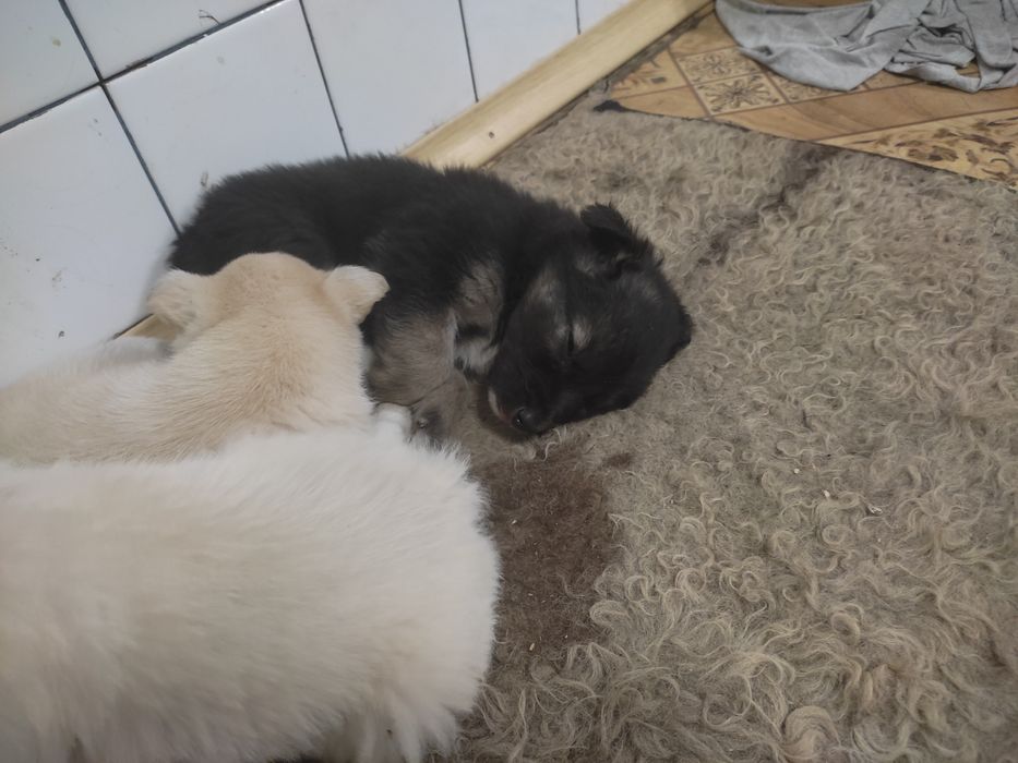 Отдам в добрые руки щенков