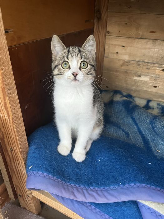 Котенок девочка Леона 2 мес