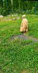 Pudel Toy - Miniaturka samiec. Nie shih tzu. Nie Cavalier. Nie York