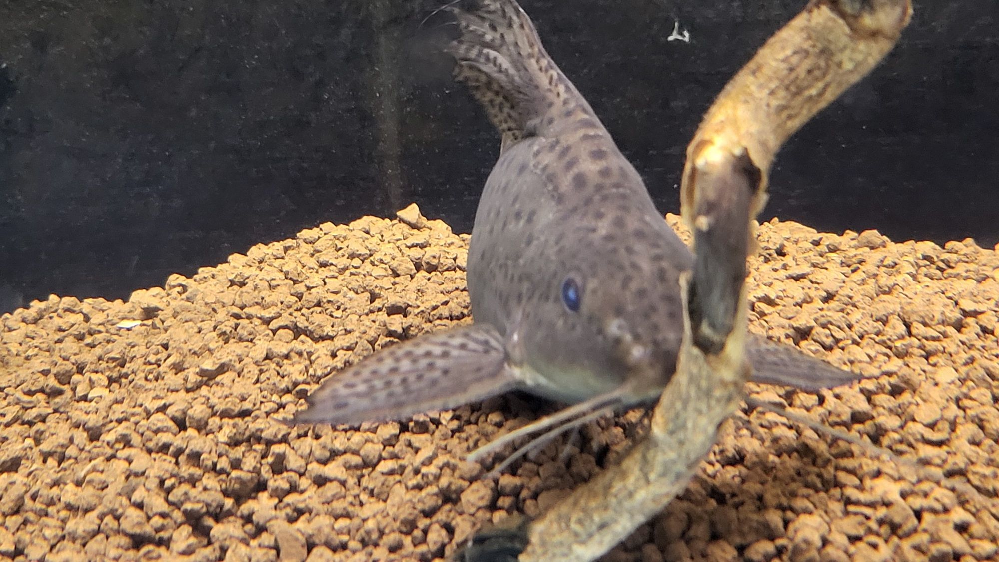 Peixe Synodontis Eupterus