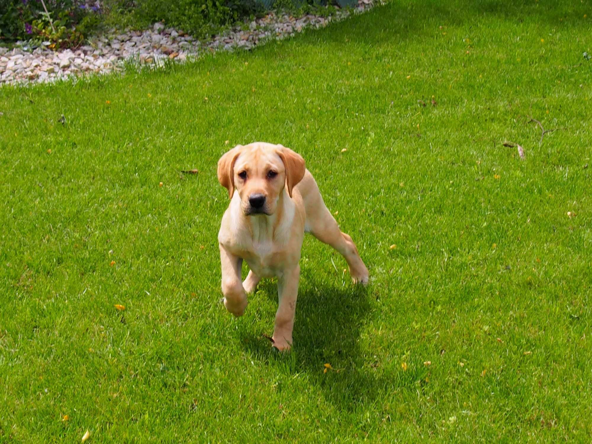 Labrador dorosła Suka