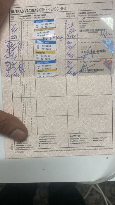 American bully pocket para cruzamento