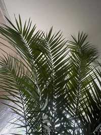 Фінікова пальма 2.5-3м