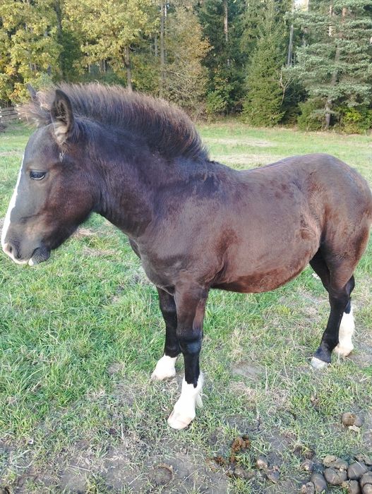 Sprzedam ogierka zimnokrwistego