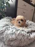 Maltipoo prześliczny piesek