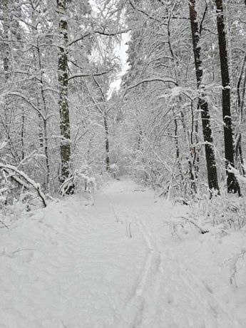 Na sprzedaż las - gmina Rząśnia