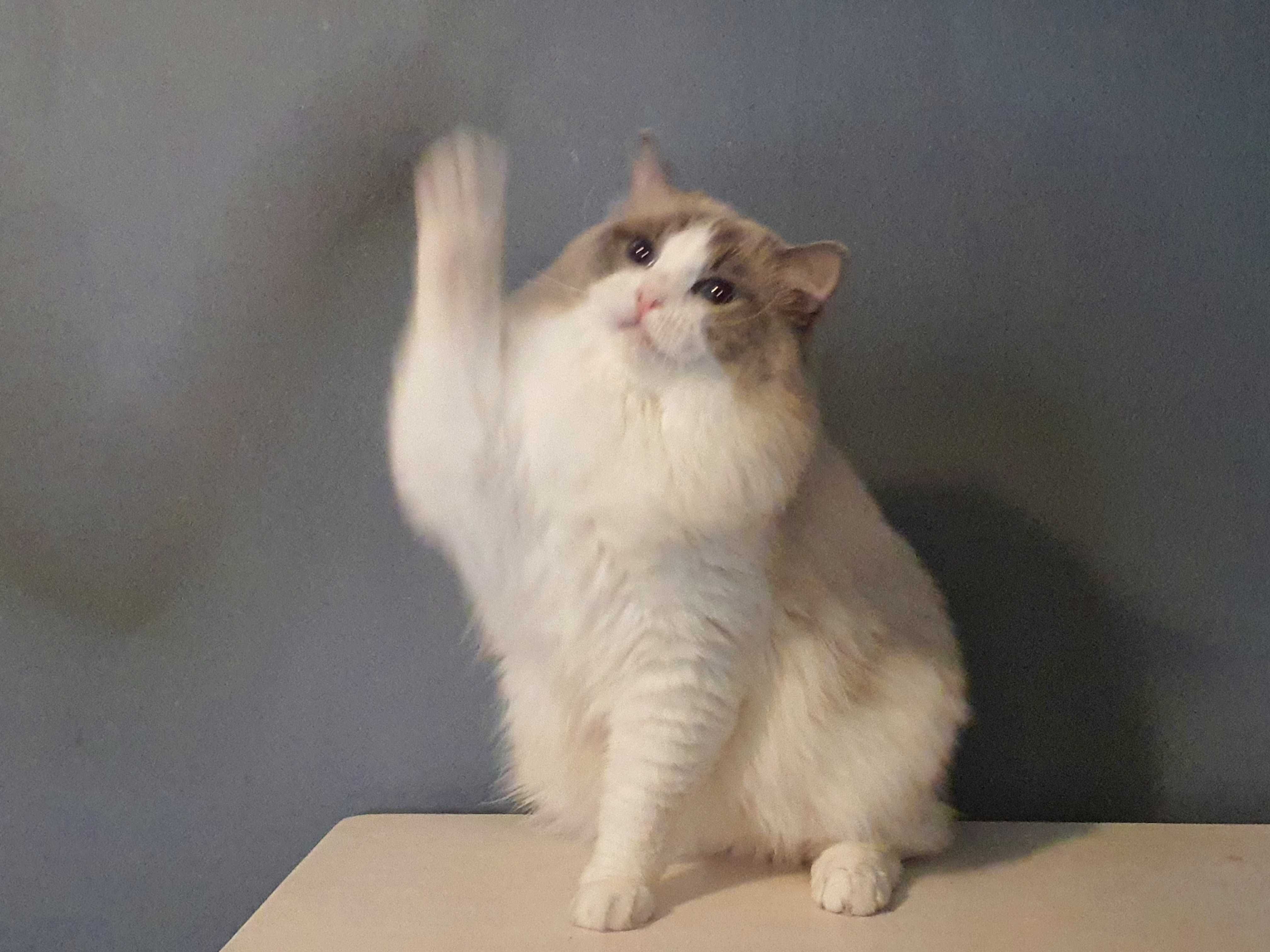 Ragdoll przepiekny kocurek blue bicolour wspanialy rod.FPL Hodowlany