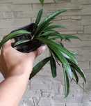 Hoja wayetii   b