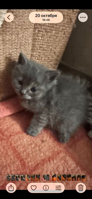 Котик в добрі руки