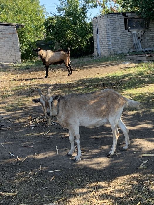 Продам козу