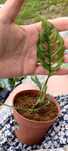 monstera oblique peru