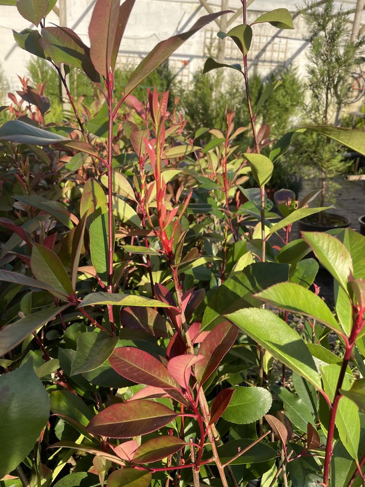 Photinias / Fotínias Red Robin