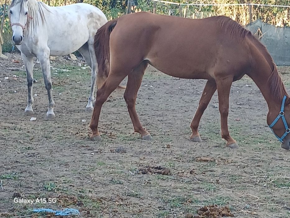 Duas poldras, uma livro verde, outra livro azul