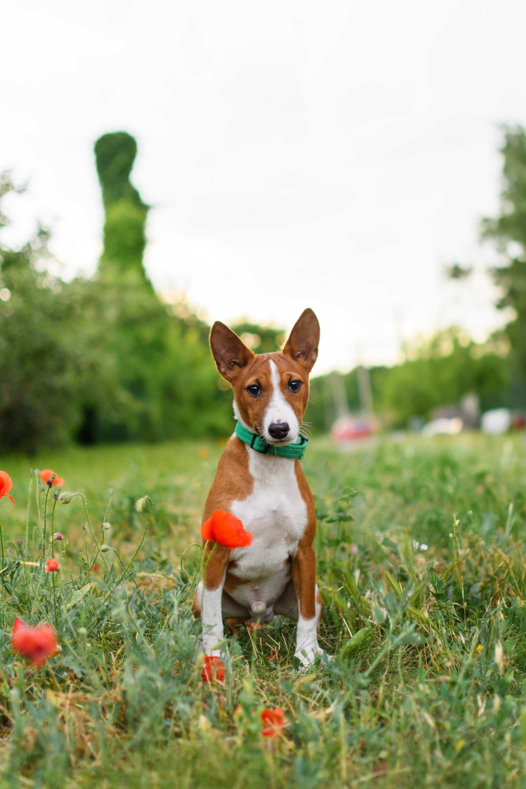 Красивый мальчик басенджи (basenji)
