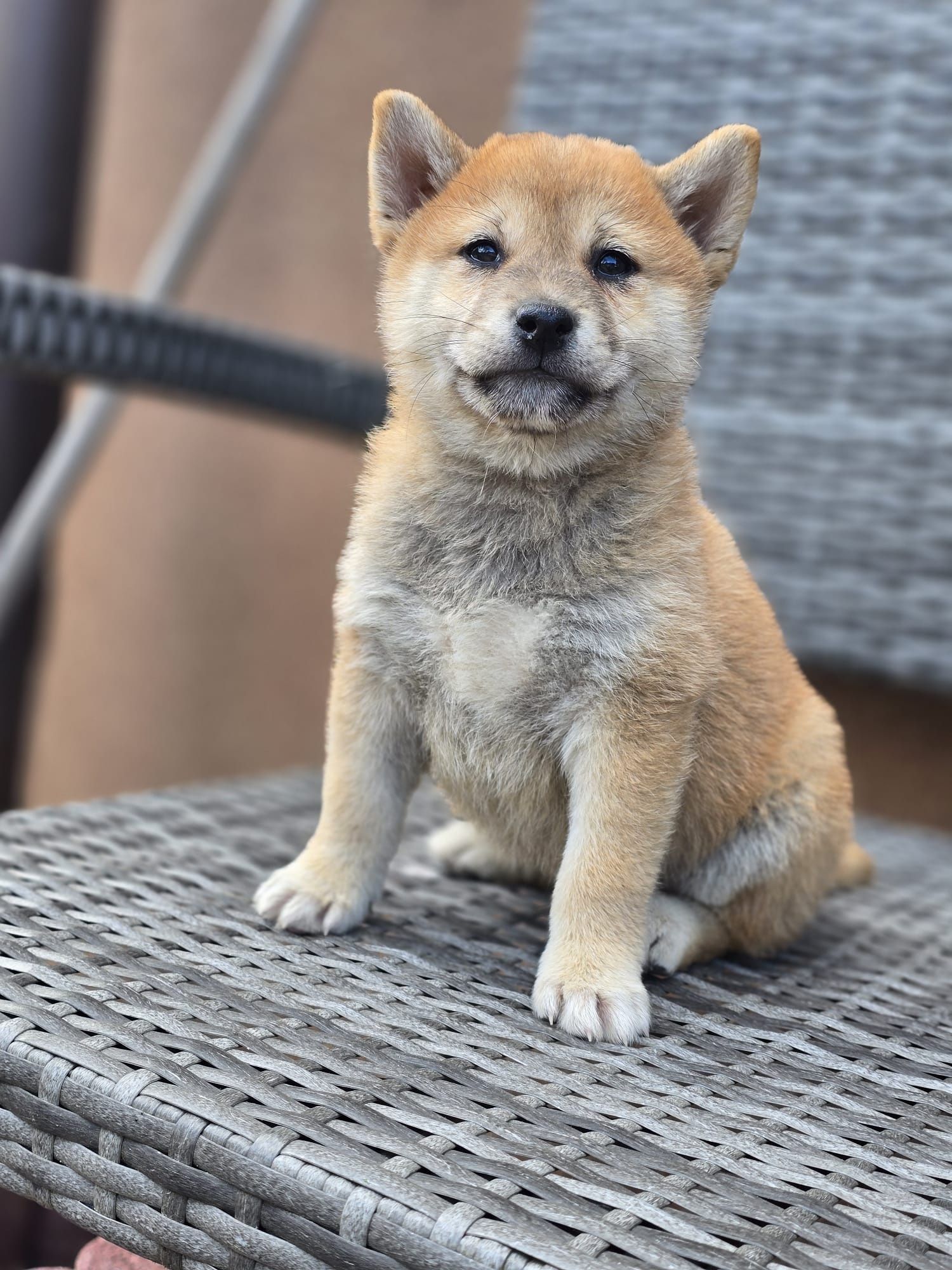 SHIBA INU szczenię piesek czerwony szczeniaki