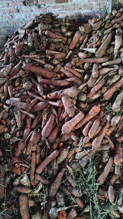 Pietruszka z marchewką