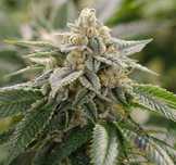 Nasiona marihuany 3 sztuki Super Lemon Haze Auto Jungleweed + GRATIS!!