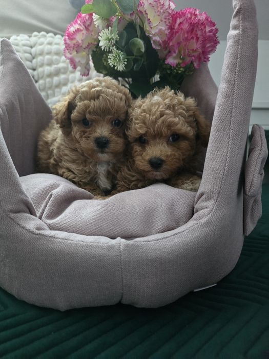 Bichpoo Poochon f1b  suczka pudel toy badania