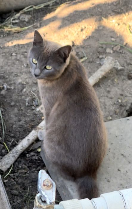 Отдам сестричек-кошечек стерилизованных