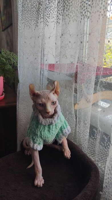 Кошеня сфінкс ельф