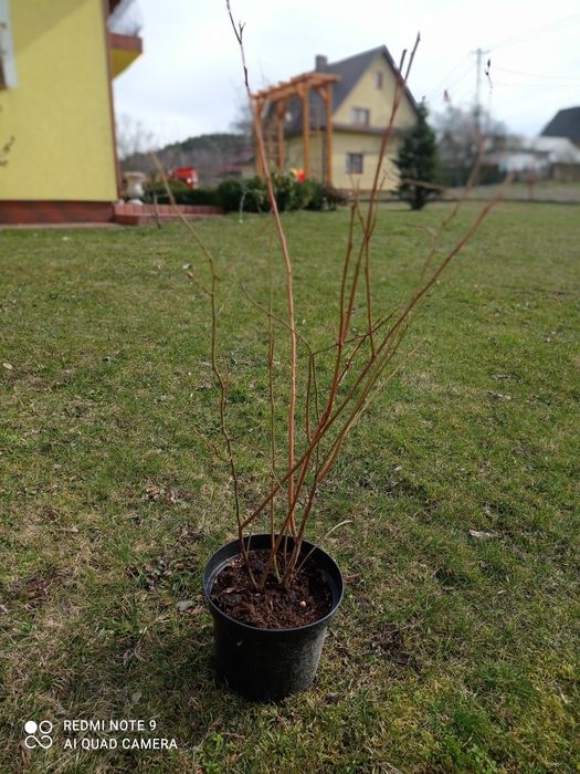 Sadzonki borówki amerykańskiej BLUECROP