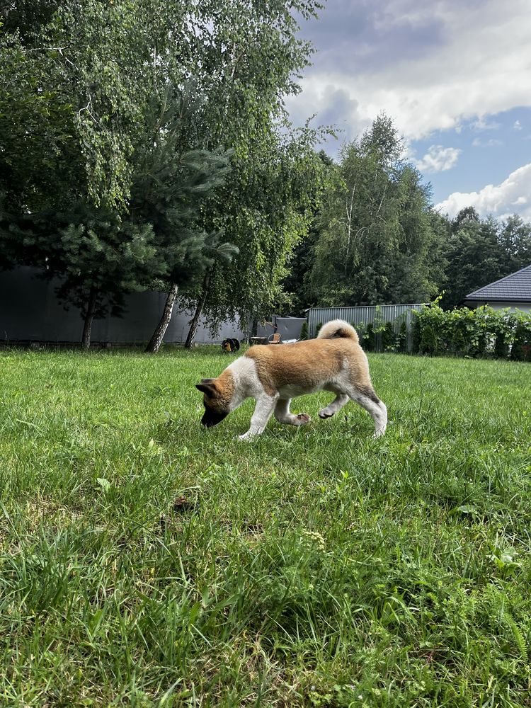Akita amerykańska Suczka