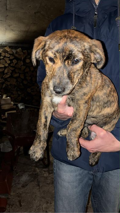 Oddam pieski w dobre ręce