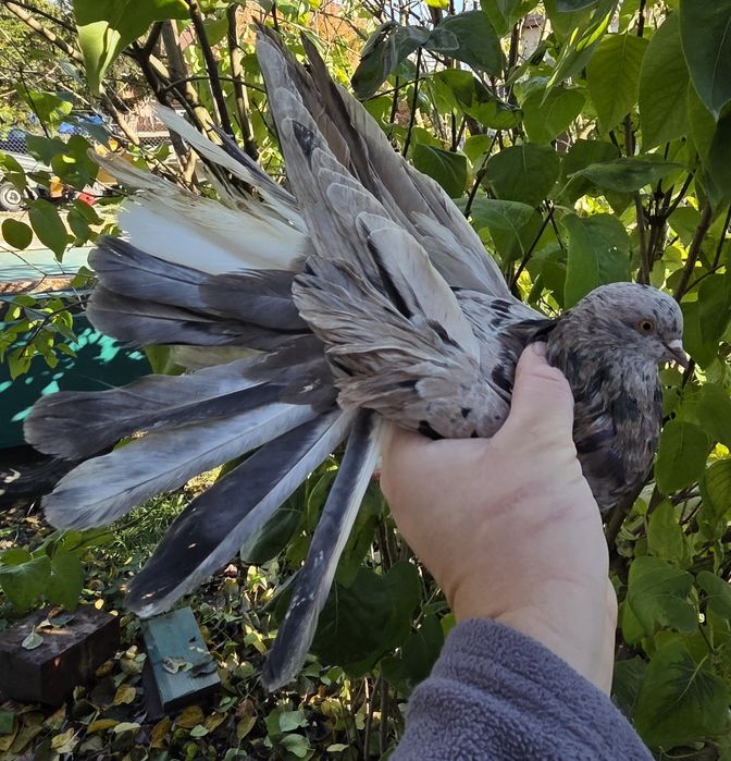 Mikołajewskie samce 2025