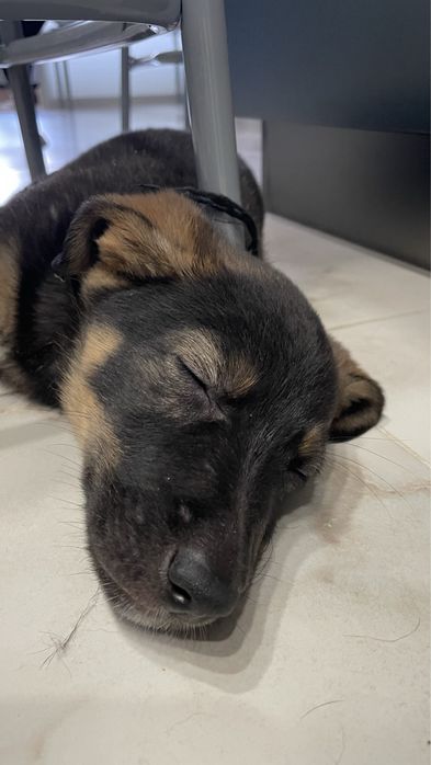 Отдам бесплатно собаку в хорошые руки( без породы)