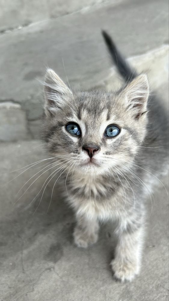 2 котёнка | мальчик и девочка