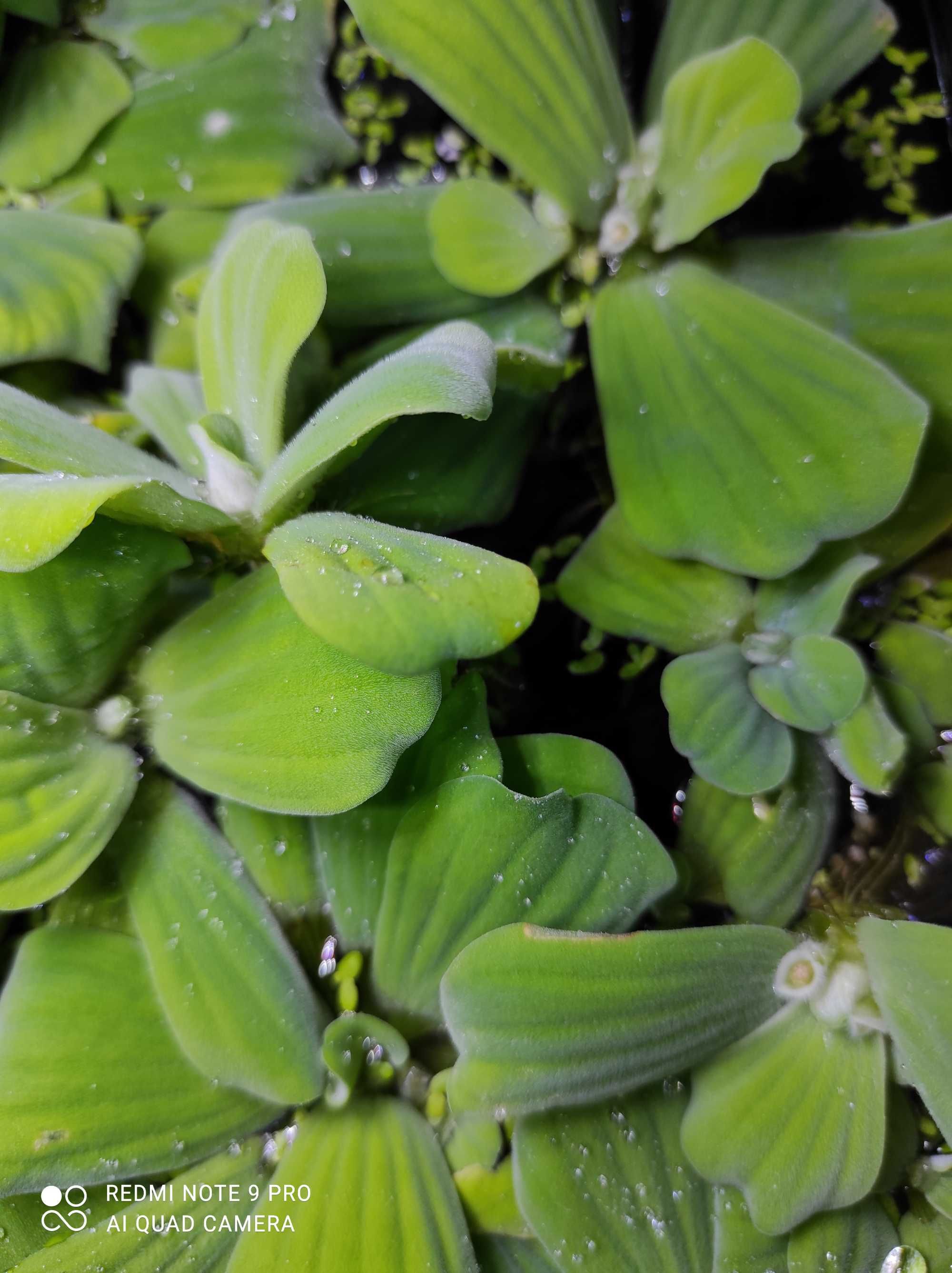 Pistia roślina pływająca