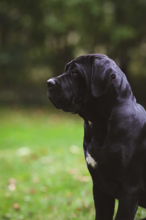 Cane Corso – Czarny książę FCI