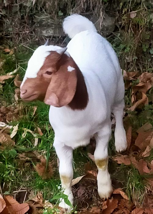 Fêmea Boer disponível