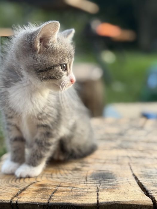 Кошенята дуже ніжні