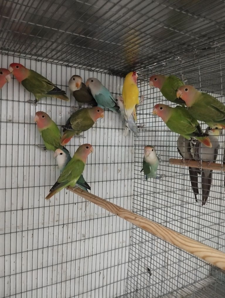 Rosicollis machos e fêmeas