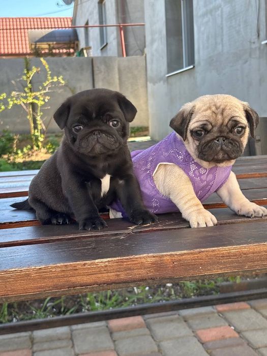 Цуценятка мопсиків