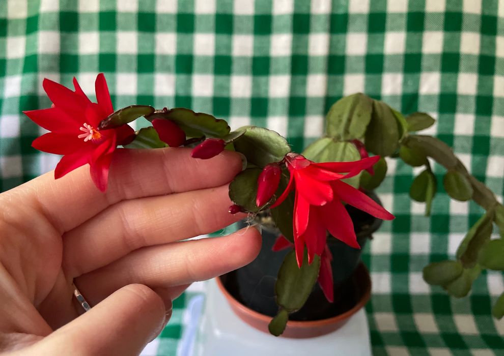 Продам рождественник (шлюмбергера)