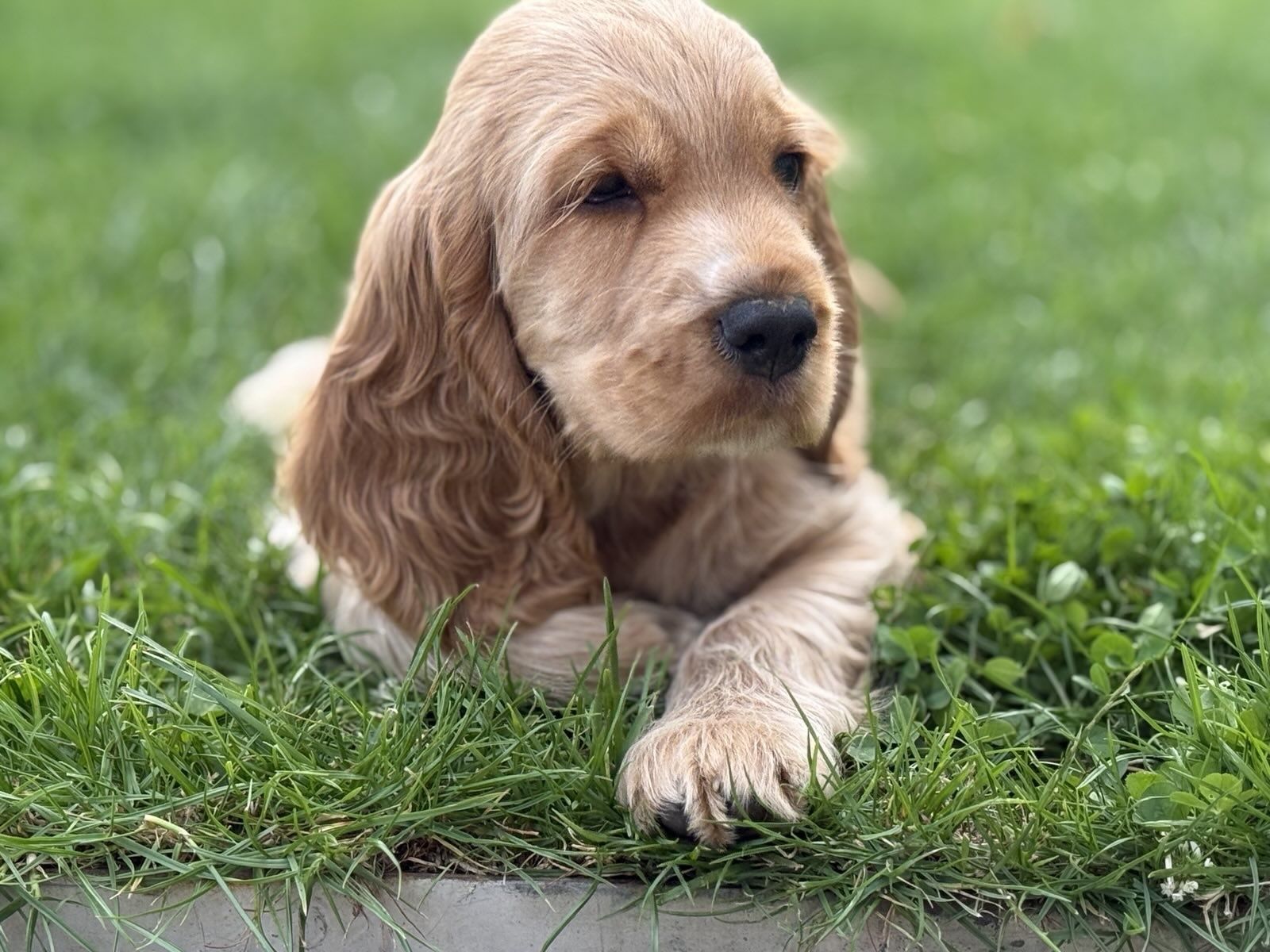 Cocker spaniel angielski - pies Albin