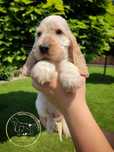 Cocker spaniel angielski