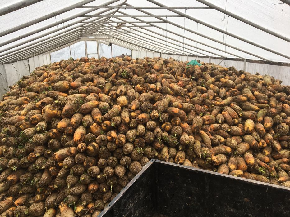 Кормовий бурак  (ріпа)