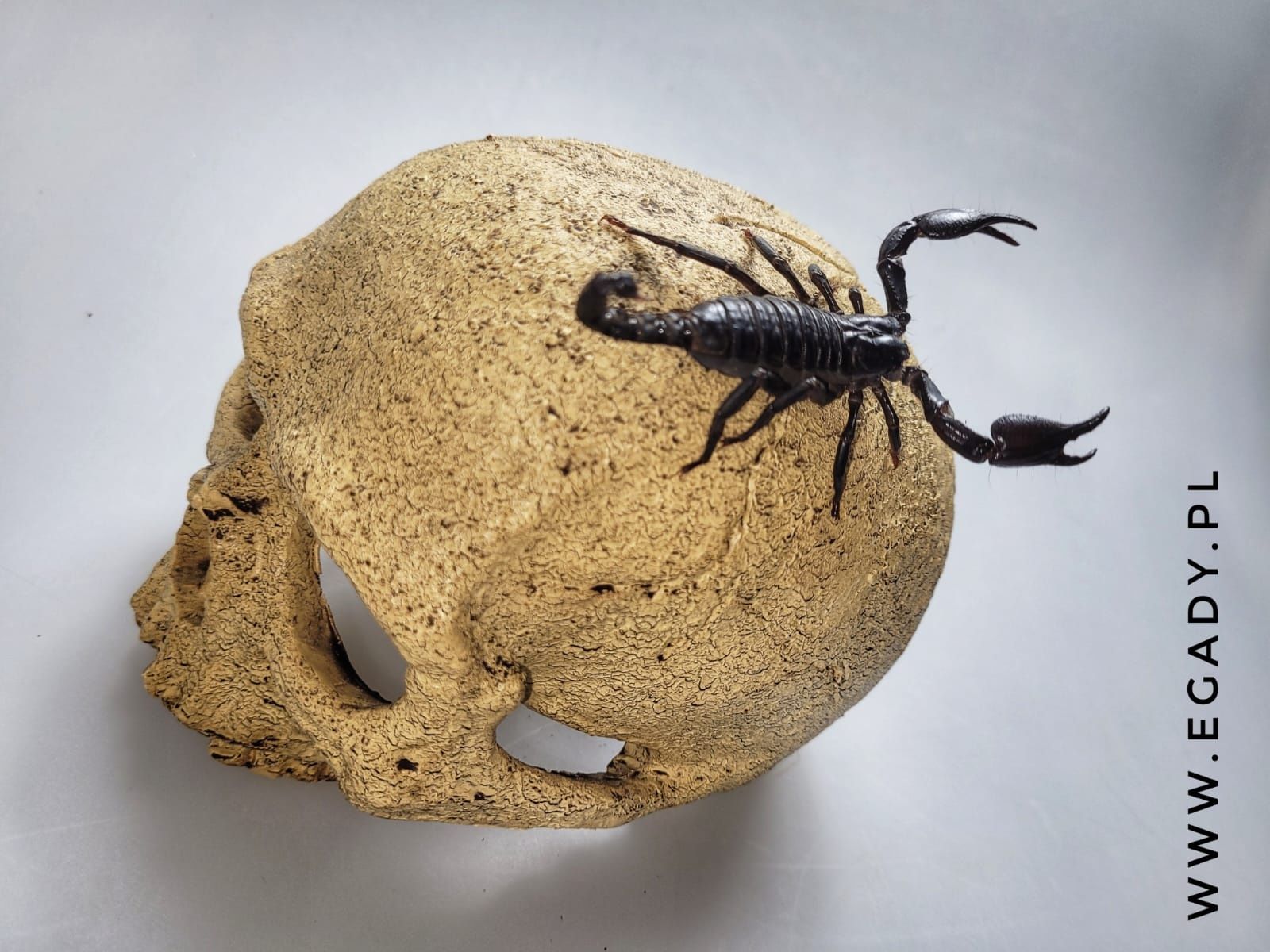 Heterometrus silenus (ex. petersii )