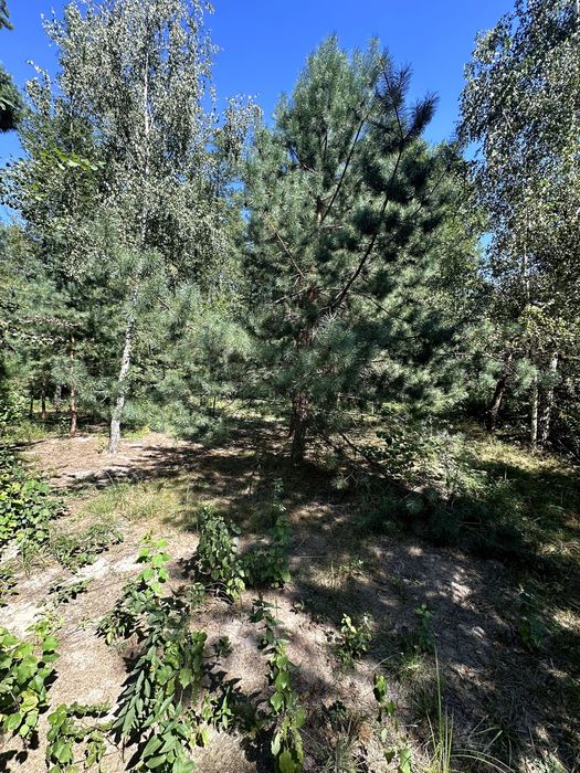 Земельна ділянка, житлова забудова село Пряжів