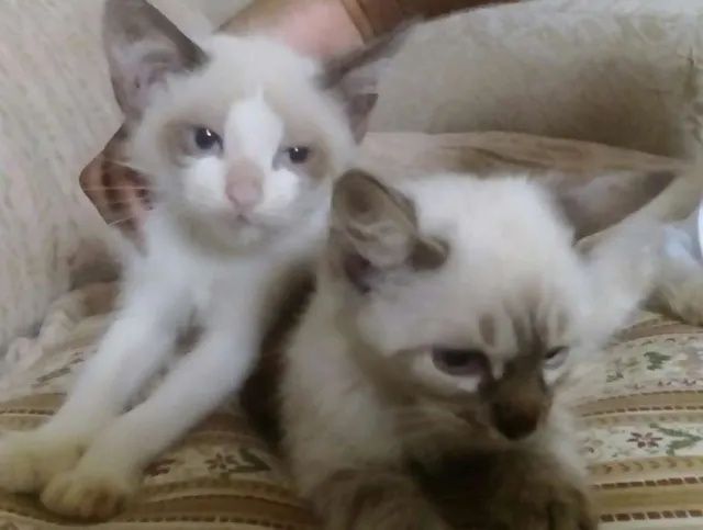 Gatinho para adoção