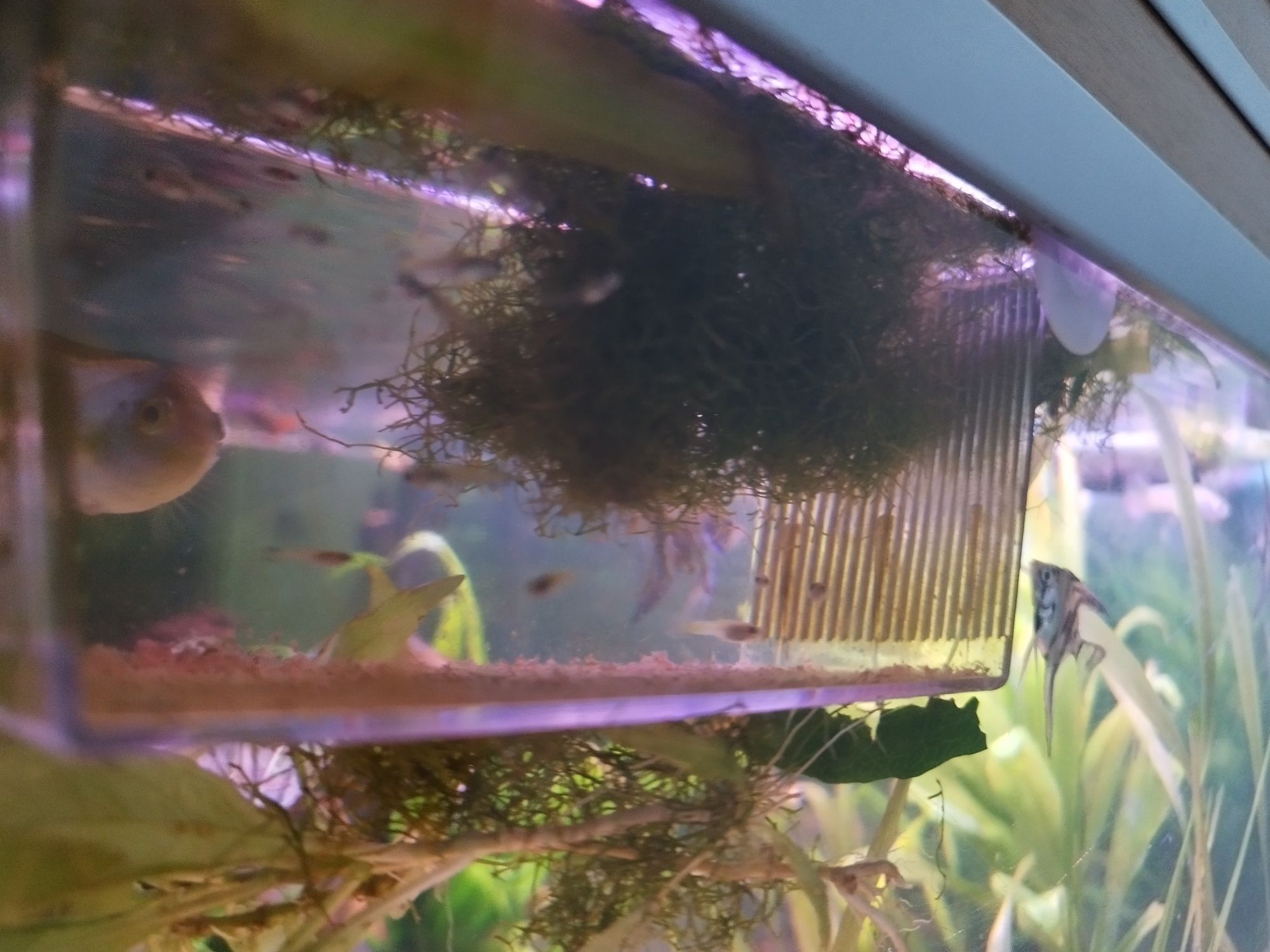 LOTE Guppys guppies criação própria