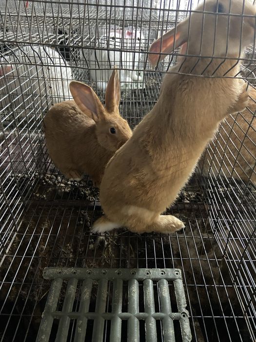 Кролики бургундія