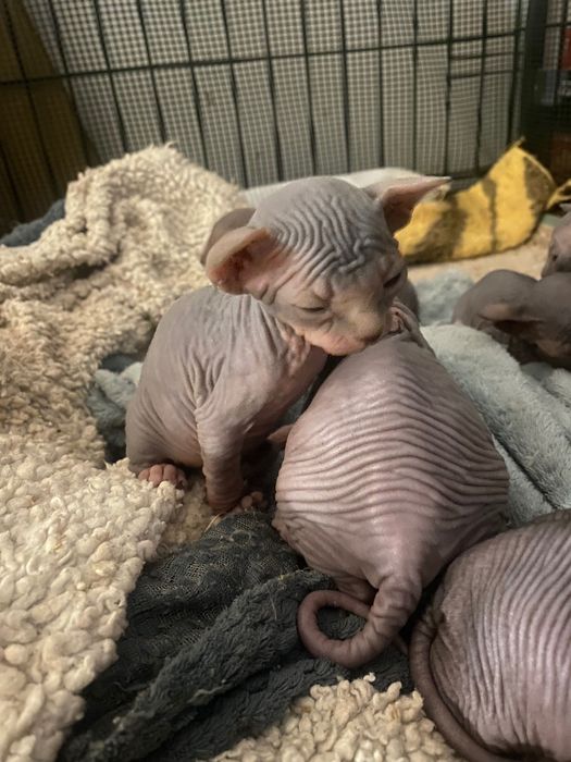 Sphynx Macho azul preto